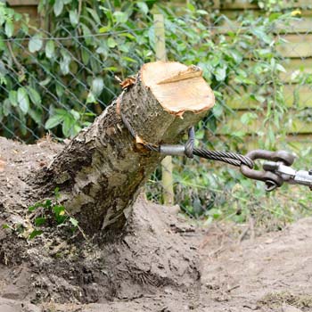 Dessouchage arbre et haie 67